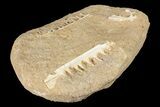 Enchodus Jaw Sections with Teeth - Cretaceous Fanged Fish #87998-4